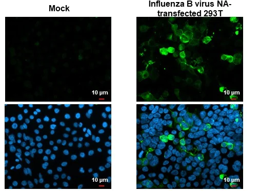 Immunocytochemistry/ Immunofluorescence - Anti-Influenza B Virus Neuraminidase antibody [HL1476] - BSA and Azide free (AB313856)