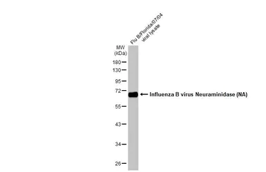 Western blot - Anti-Influenza B Virus Neuraminidase antibody [HL1476] - BSA and Azide free (AB313856)