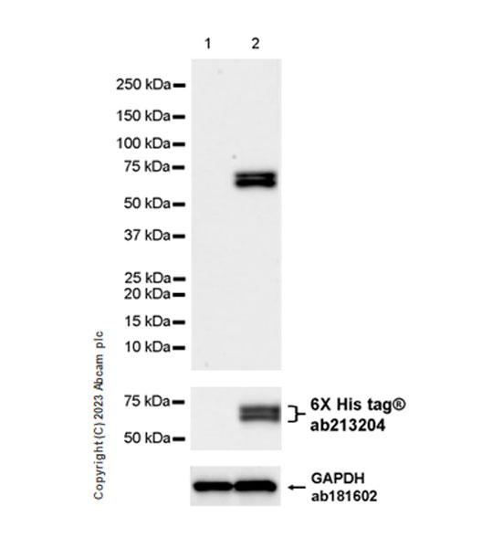Western blot - Anti-Influenza B virus Nucleoprotein antibody [EPR28205-27] (AB313885), expandable thumbnail