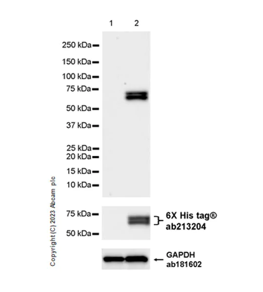 Western blot - Anti-Influenza B virus Nucleoprotein antibody [EPR28205-27] (AB313885)