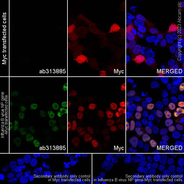 Immunocytochemistry/ Immunofluorescence - Anti-Influenza B virus Nucleoprotein antibody [EPR28205-27] - BSA and Azide free (AB313886)