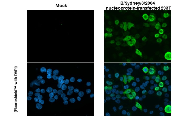 Immunocytochemistry/ Immunofluorescence - Anti-Influenza B virus Nucleoprotein antibody [HL1068] (AB308392)