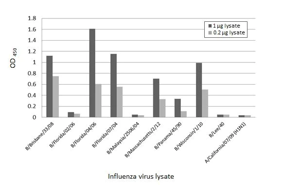 Indirect ELISA - Anti-Influenza B virus Nucleoprotein antibody [HL1068] (AB308392)
