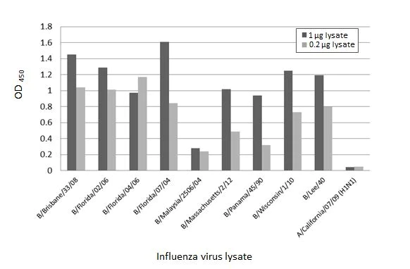 Indirect ELISA - Anti-Influenza B virus Nucleoprotein antibody [HL1073] (AB308414)