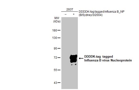 Western blot - Anti-Influenza B virus Nucleoprotein antibody [HL1073] (AB308414), expandable thumbnail