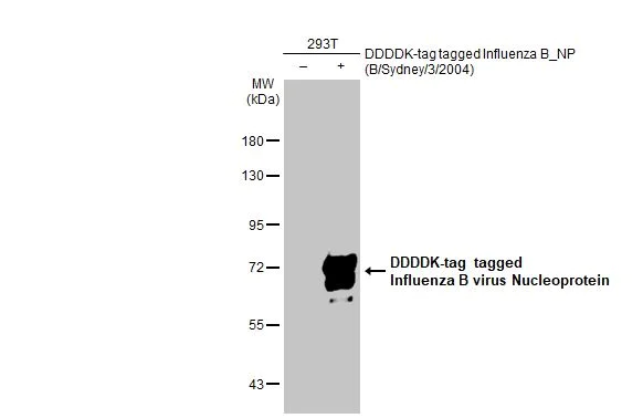 Western blot - Anti-Influenza B virus Nucleoprotein antibody [HL1073] (AB308414)