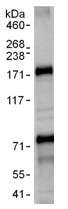 Immunoprecipitation - Anti-Influenza Virus NS1A Binding Protein antibody (AB101278), expandable thumbnail