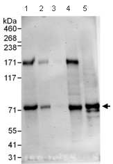 Western blot - Anti-Influenza Virus NS1A Binding Protein antibody (AB101278), expandable thumbnail