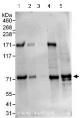 Western blot - Anti-Influenza Virus NS1A Binding Protein antibody (AB101278)