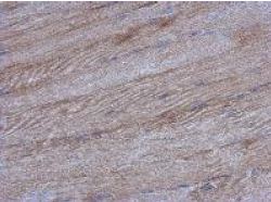 Immunohistochemistry (Formalin/PFA-fixed paraffin-embedded sections) - Anti-Influenza Virus NS1A Binding Protein antibody (AB127566), expandable thumbnail