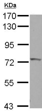 Western blot - Anti-Influenza Virus NS1A Binding Protein antibody (AB127566), expandable thumbnail