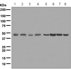 Western blot - Anti-ING1 antibody [EPR6788] (AB124893), expandable thumbnail