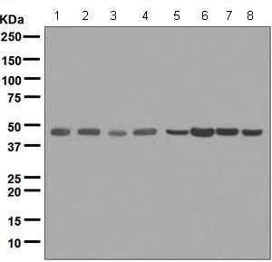 Western blot - Anti-ING1 antibody [EPR6788] (AB124893)