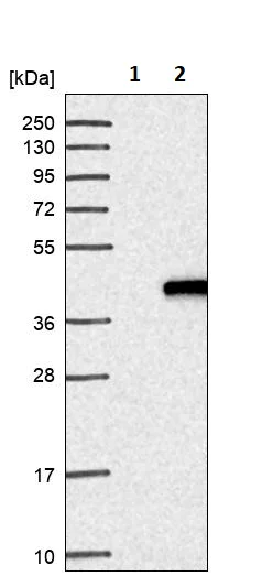 Western blot - Anti-ING2 antibody (AB244387)