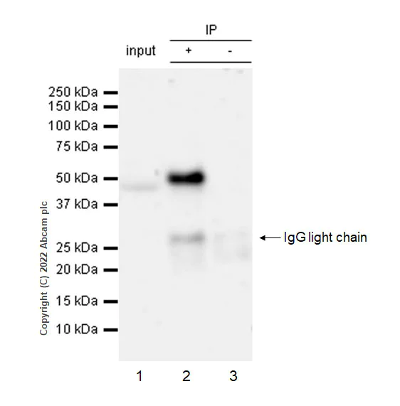 Immunoprecipitation - Anti-ING3 antibody [EPR25273-6] (BSA and Azide free) (AB300082)