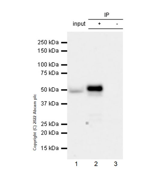 Immunoprecipitation - Anti-ING3 antibody [EPR25273-6] (BSA and Azide free) (AB300082)