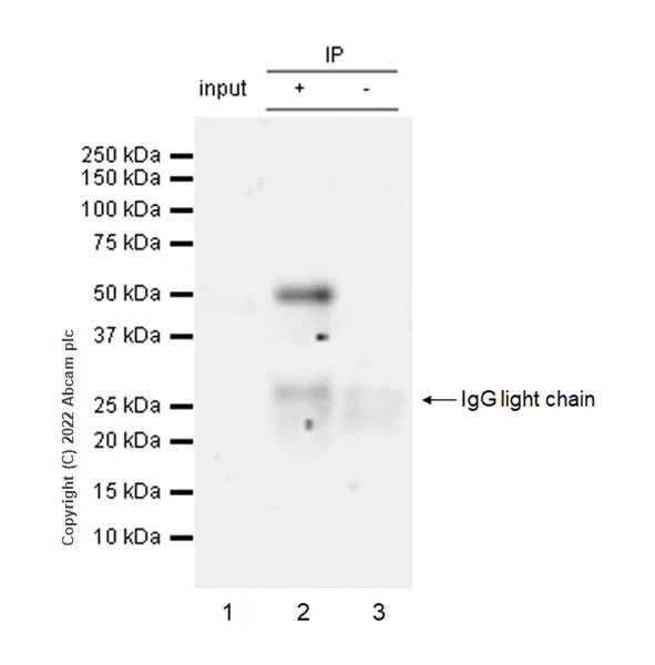 Immunoprecipitation - Anti-ING3 antibody [EPR25273-6] (BSA and Azide free) (AB300082)