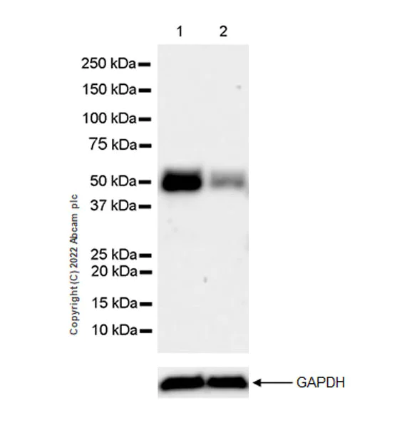 Western blot - Anti-ING3 antibody [EPR25273-6] (BSA and Azide free) (AB300082)