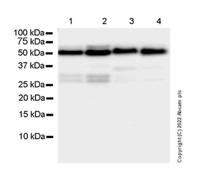 Western blot - Anti-ING3 antibody [EPR25273-6] (BSA and Azide free) (AB300082)