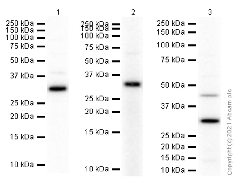 Western blot - Anti-ING4 antibody [EP3804] (AB108621)
