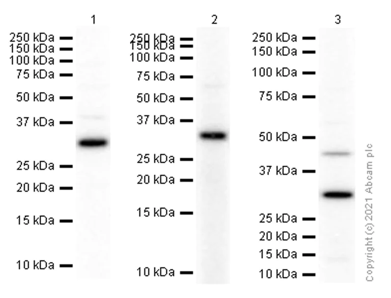 Western blot - Anti-ING4 antibody [EP3804] - BSA and Azide free (AB247702)