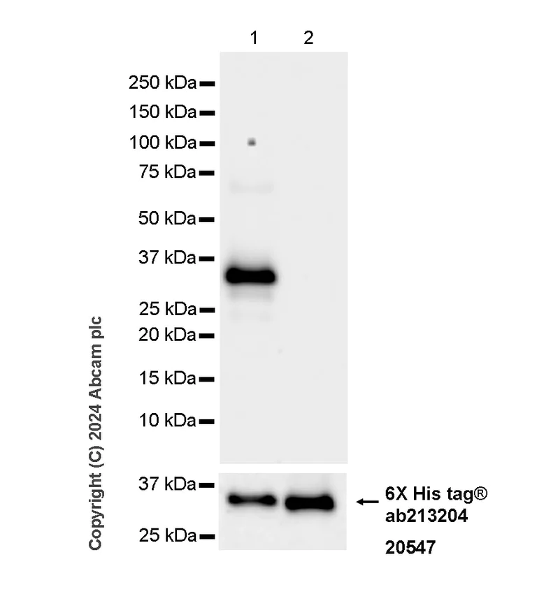 Western blot - Anti-ING4 antibody [EPR27290-285] (AB323509)