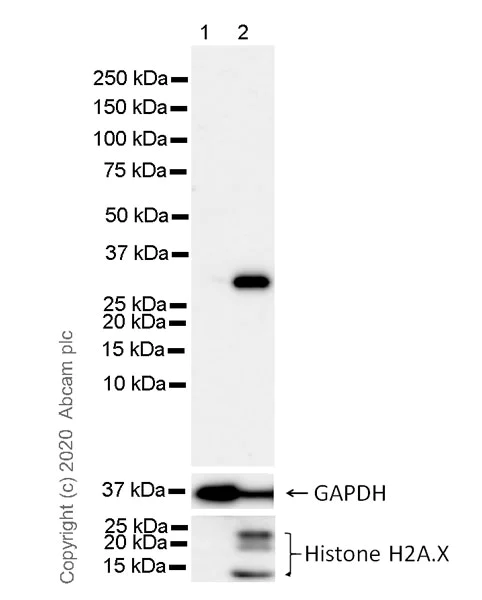 Western blot - Anti-ING5 antibody [7A11] (AB252838)