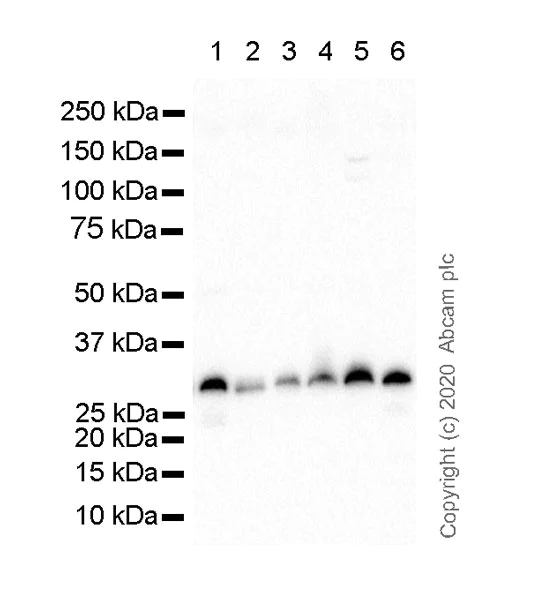 Western blot - Anti-ING5 antibody [7A11] - BSA and Azide free (AB255832)