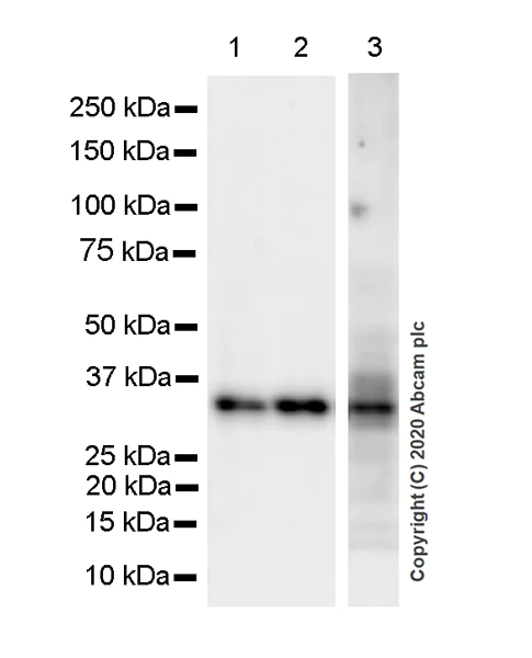 Western blot - Anti-ING5 antibody [EPR23930-1] (AB259904)