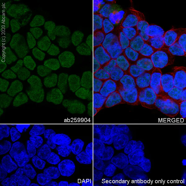 Immunocytochemistry/ Immunofluorescence - Anti-ING5 antibody [EPR23930-1] - BSA and Azide free (AB277948)