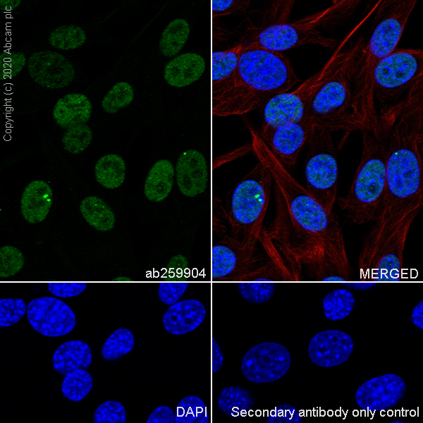 Immunocytochemistry/ Immunofluorescence - Anti-ING5 antibody [EPR23930-1] - BSA and Azide free (AB277948), expandable thumbnail