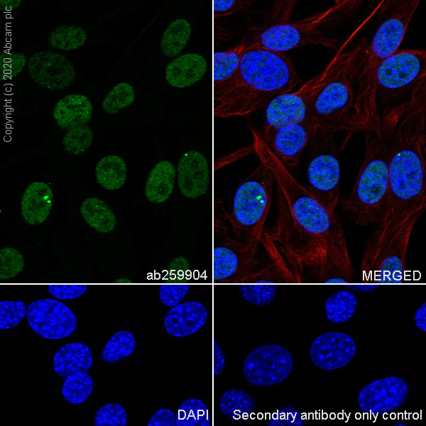 Immunocytochemistry/ Immunofluorescence - Anti-ING5 antibody [EPR23930-1] - BSA and Azide free (AB277948)