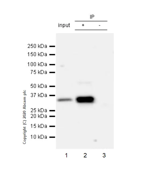 Immunoprecipitation - Anti-ING5 antibody [EPR23930-1] - BSA and Azide free (AB277948)