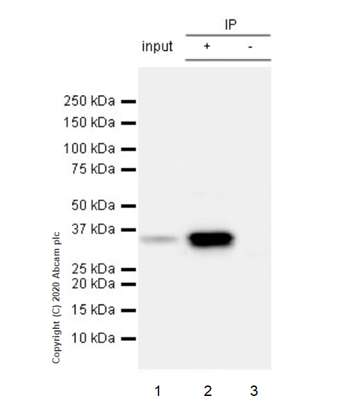 Immunoprecipitation - Anti-ING5 antibody [EPR23930-1] - BSA and Azide free (ab277948), expandable thumbnail