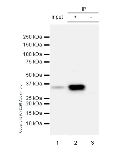 Immunoprecipitation - Anti-ING5 antibody [EPR23930-1] - BSA and Azide free (AB277948)