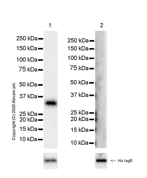 Western blot - Anti-ING5 antibody [EPR23930-1] - BSA and Azide free (ab277948), expandable thumbnail