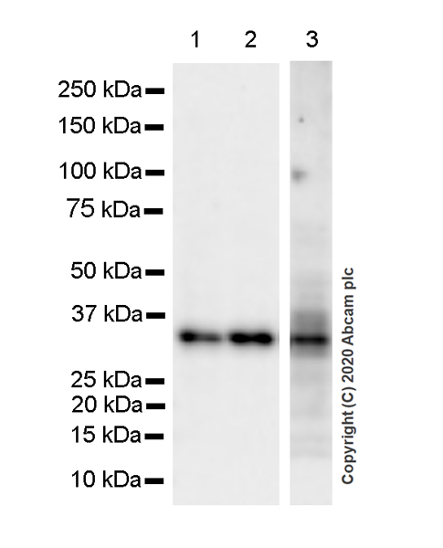 Western blot - Anti-ING5 antibody [EPR23930-1] - BSA and Azide free (AB277948), expandable thumbnail