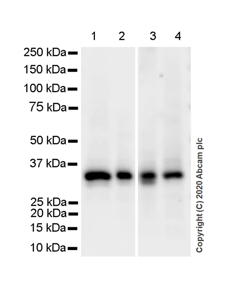 Western blot - Anti-ING5 antibody [EPR23930-1] - BSA and Azide free (AB277948)