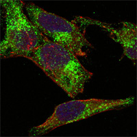 Immunocytochemistry/ Immunofluorescence - Anti-Inhibin alpha antibody [4A2F2] (AB47720), expandable thumbnail