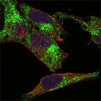 Immunocytochemistry/ Immunofluorescence - Anti-Inhibin alpha antibody [4A2F2] (AB47720)