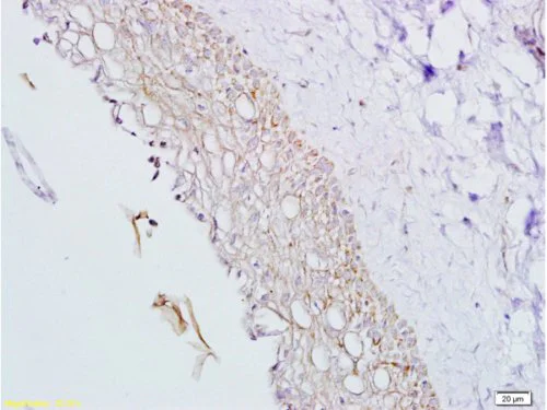 Immunohistochemistry (Formalin/PFA-fixed paraffin-embedded sections) - Anti-Inhibin alpha antibody (AB216969)