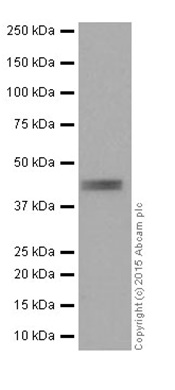 Western blot - Anti-Inhibin alpha antibody [EPR17083] (AB203824), expandable thumbnail