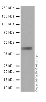 Western blot - Anti-Inhibin alpha antibody [EPR17083] - BSA and Azide free (AB251401)