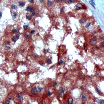 Immunohistochemistry (Formalin/PFA-fixed paraffin-embedded sections) - Anti-Inhibin alpha antibody - N-terminal (AB231459)