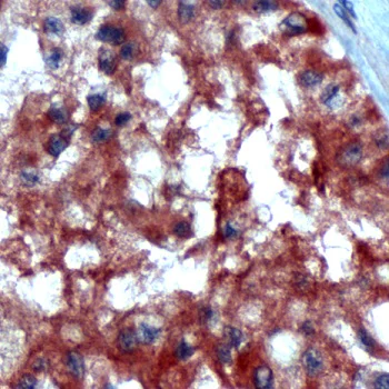 Immunohistochemistry (Formalin/PFA-fixed paraffin-embedded sections) - Anti-Inhibin alpha antibody - N-terminal (AB231459)