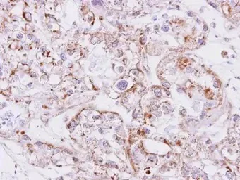Immunohistochemistry (Formalin/PFA-fixed paraffin-embedded sections) - Anti-Inhibin beta A antibody (AB97705)