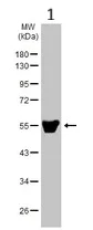 Western blot - Anti-Inhibin beta A antibody (AB97705)