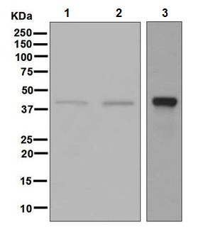 Western blot - Anti-Inhibin beta A antibody [EPR2785(2)] - BSA and Azide free (AB248247), expandable thumbnail