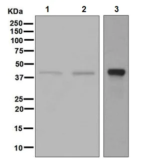 Western blot - Anti-Inhibin beta A antibody [EPR2785(2)] - BSA and Azide free (AB248247)
