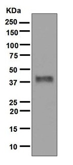 Western blot - Anti-Inhibin beta A antibody [EPR2785(2)] - BSA and Azide free (AB248247), expandable thumbnail